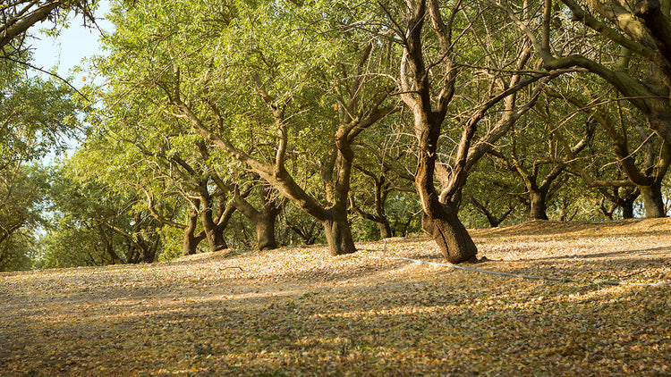 Nut + Seed Oils