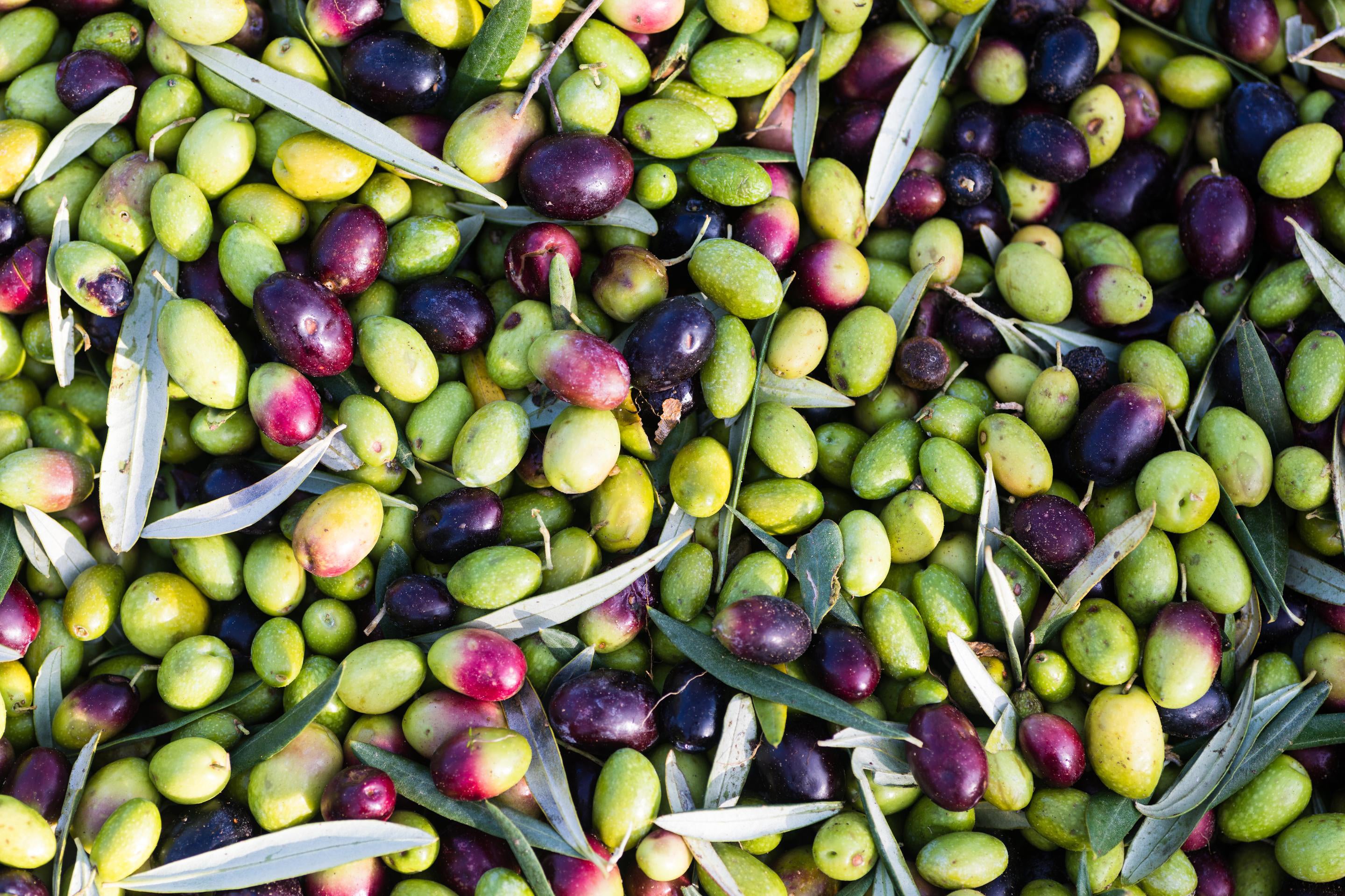 Shop Premium Extra Virgin Olive Oil | Gourmet Olive Oils Online – Olive ...