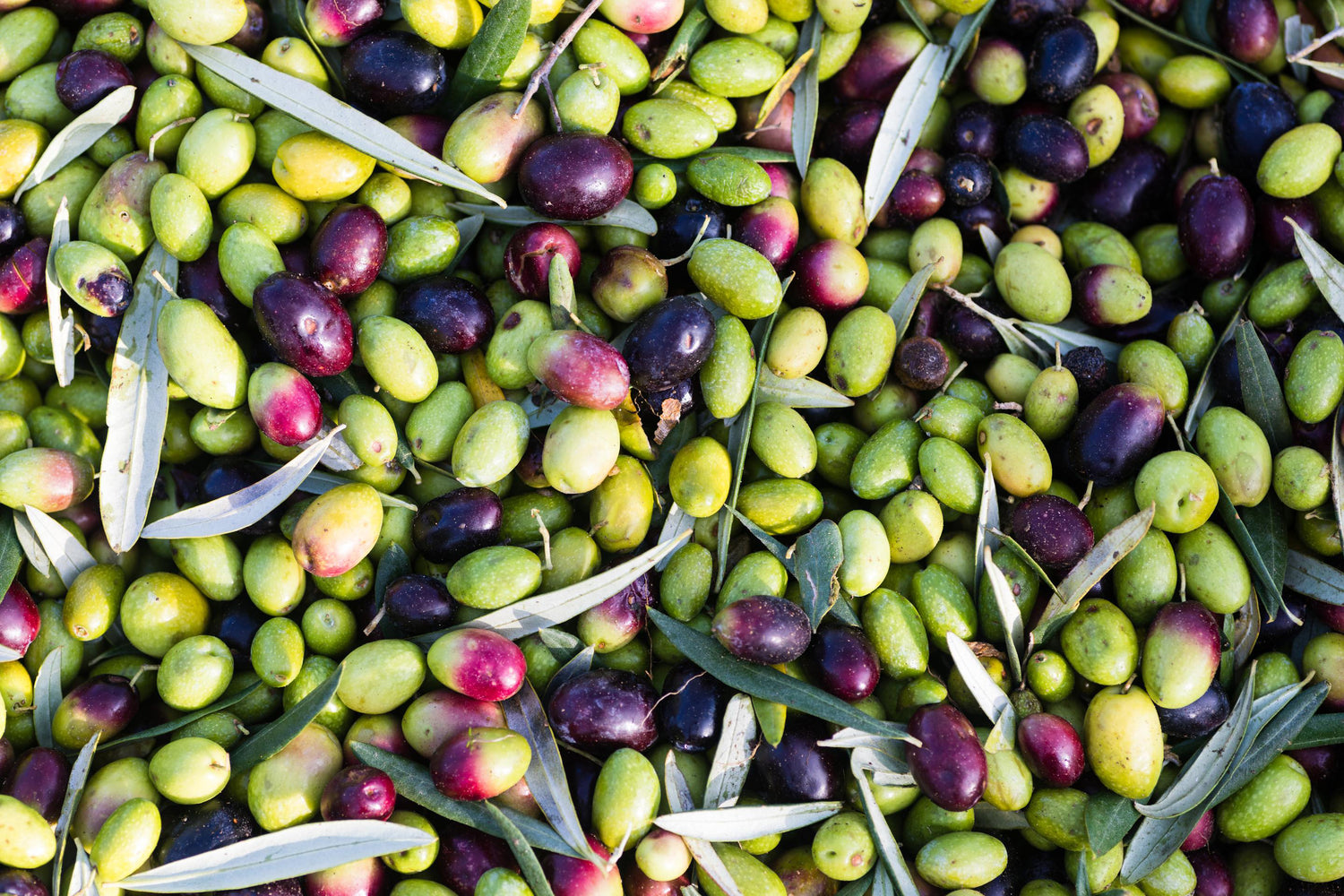 Italian Olives